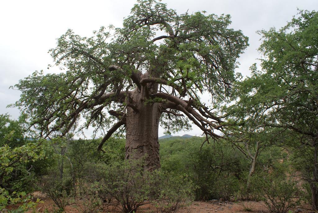 Adansonia Eco Lodge Musina Exterior foto