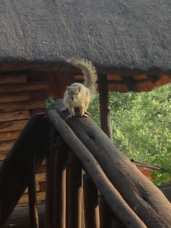 Adansonia Eco Lodge Musina Exterior foto