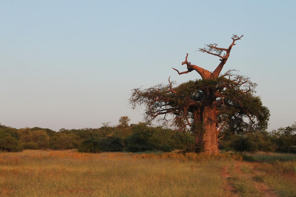 Adansonia Eco Lodge Musina Exterior foto