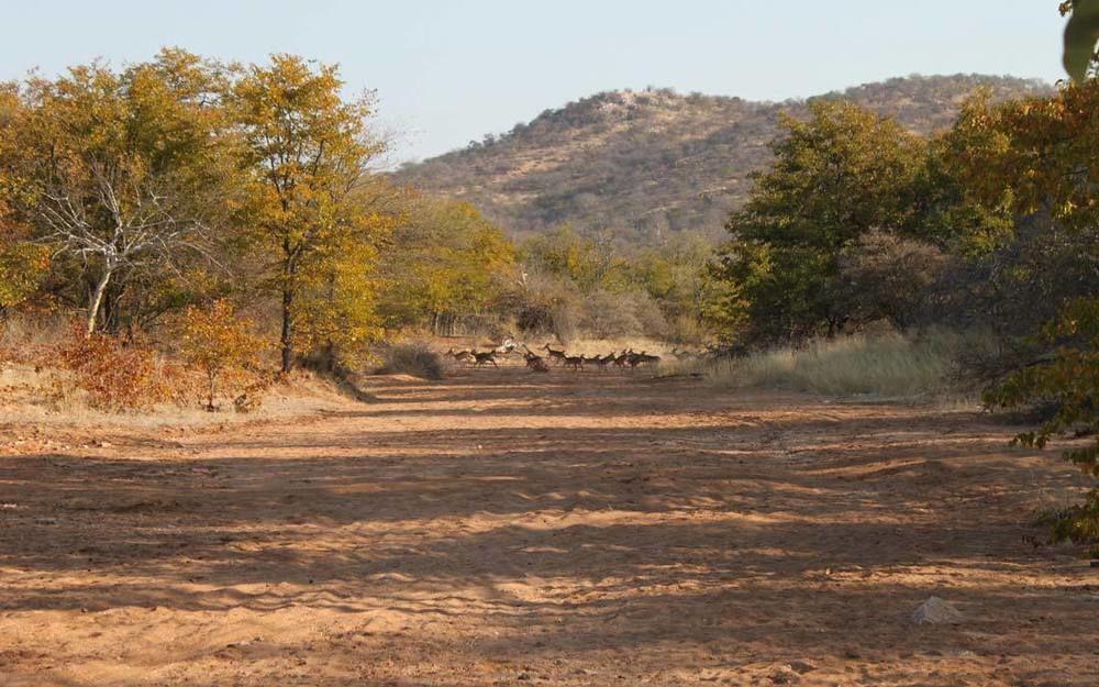 Adansonia Eco Lodge Musina Exterior foto