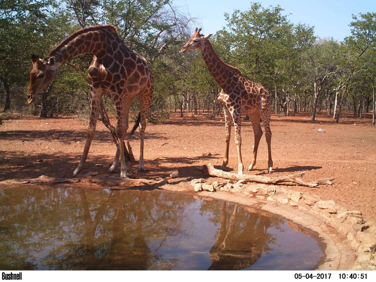 Adansonia Eco Lodge Musina Exterior foto