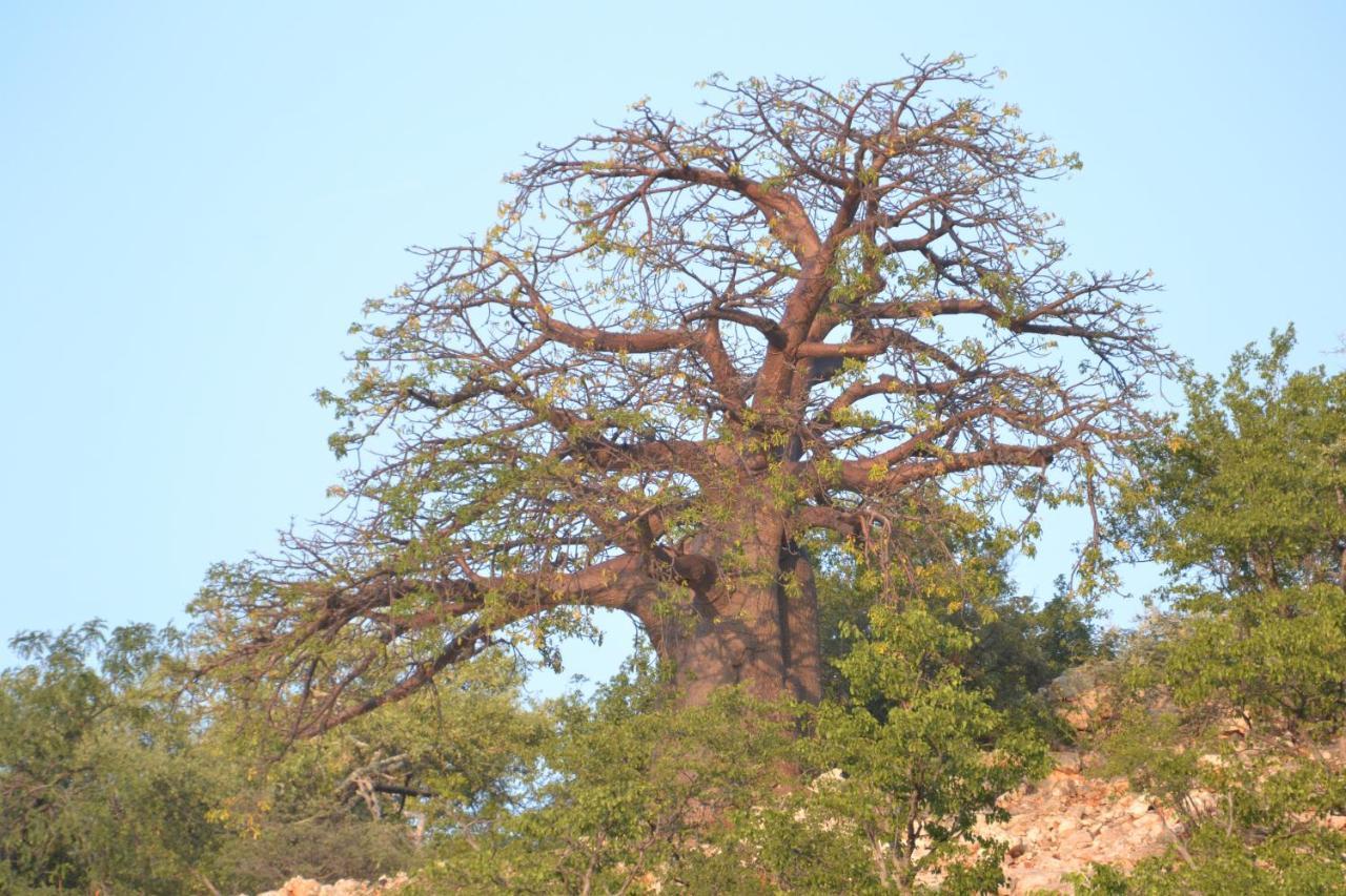 Adansonia Eco Lodge Musina Exterior foto